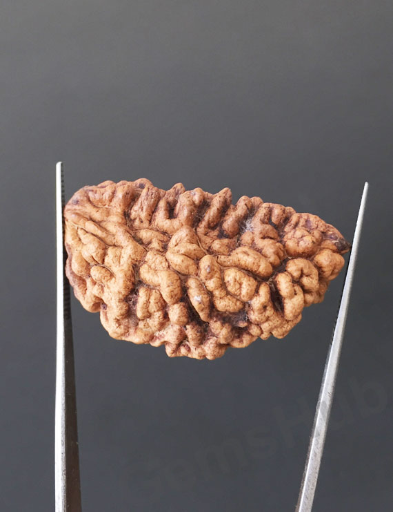 1 Face/Mukhi Certified Rudraksha Premium Quality